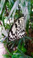 Butterfly Insect Nature