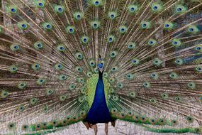 peacock with a beautiful tail