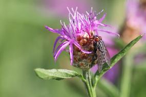Flowers Fly Insect