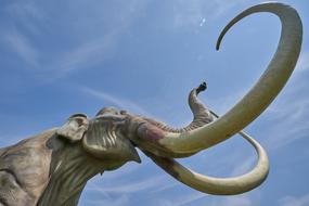Mammoth Extinct Tusk