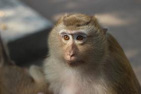 Monkey Animal