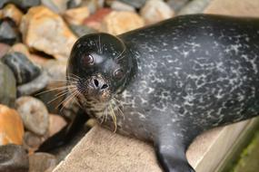Foka Animal Mammal Sea