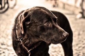 Dog Pet Faithful Look