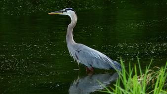 Bird Sinner Bayou