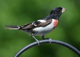 Rose Breasted Grosbeak Bird Nature