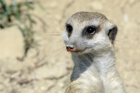 Meerkat Animal Cute