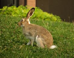 Rabbit Hare Bunny