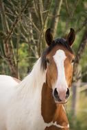 Pinto Paint Horse