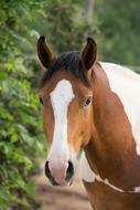 Horse Animal Portrait