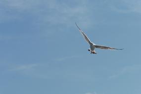 Seagull Bird Air