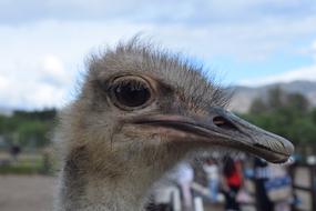 funny ostrich face