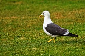 Seagull Gull Bird