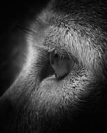 Eye Canine Animal
