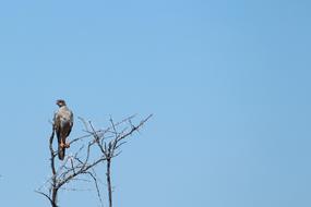 Africa Etosha Namibia