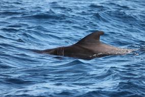 Dorsal Fin Dolphin Tenerife Marine
