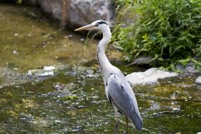 New River Animal