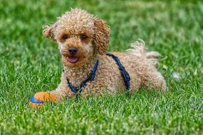 Poodle Dog Pet in grass
