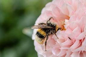 Bee Insect Flower