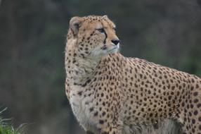 Cheetah Big Cat Zoo