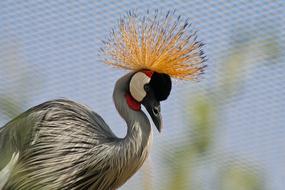 Crane Bird Crowned in wildlife
