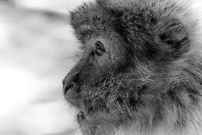 Barbary Ape Endangered Species