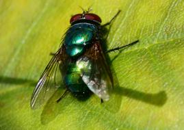 Fly Green Bottle
