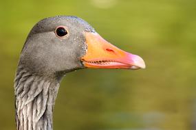Goose Wild Water Bird