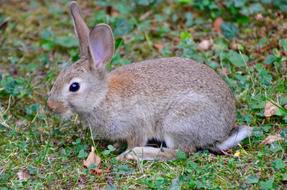 Rabbit Animal Nature