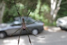 big car spider