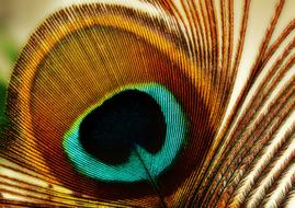 Feather Peacock