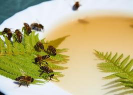 bees on a leaf near honey