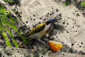 bird honey eater blue face