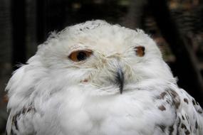Snowy Owl Bird Raptor