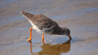 Wader Redshank Bird