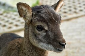Kid Animal Cute Domestic