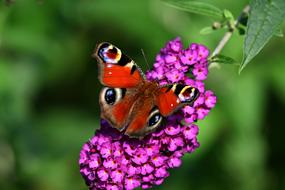 Peacock Butterfly Insect Animal