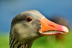 Goose Poultry Bird