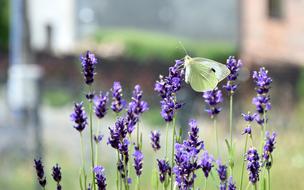Pieris Brassicae Butterfly White