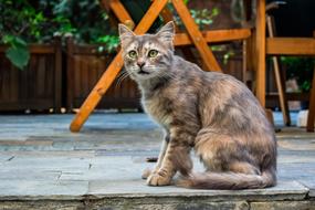 Cat Stray Young