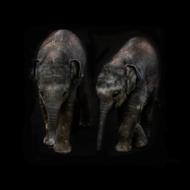 Elephant Animal Pachyderm