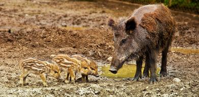 wild boar on a walk