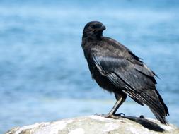 Crow Bird Raven