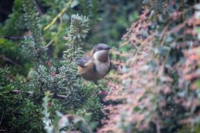 Bird Wild Nature