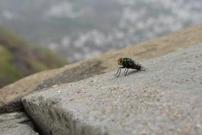 Fly Insect Bug