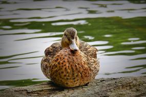 Duck Lake Bird