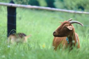 Goat Farm Animal Horns