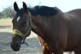 Animal Horse Mare