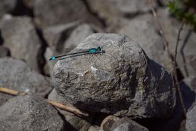 Dragonfly Flying Insect