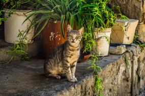 Cat Stray Young