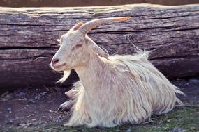 Animal Goat Horns Domestic